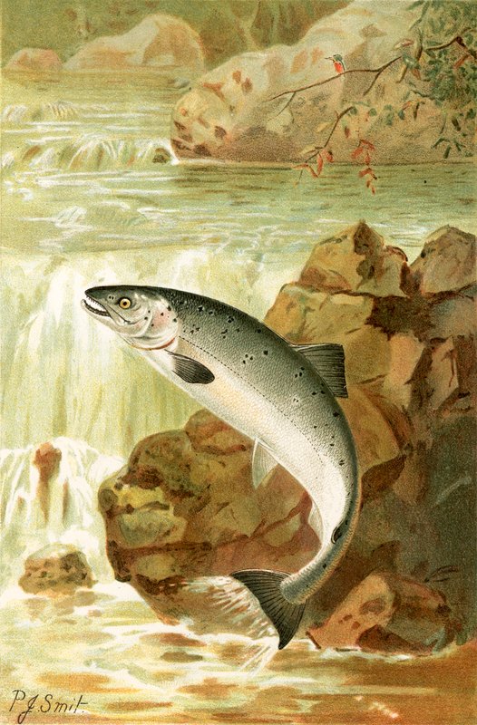 Un salto di salmone da Joseph Smit