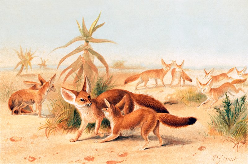 Fennec africani da Joseph Smit
