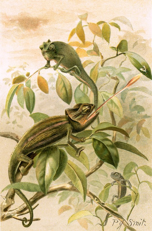 Camaleonti da Joseph Smit