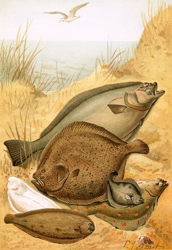 Pesce piatto da Joseph Smit