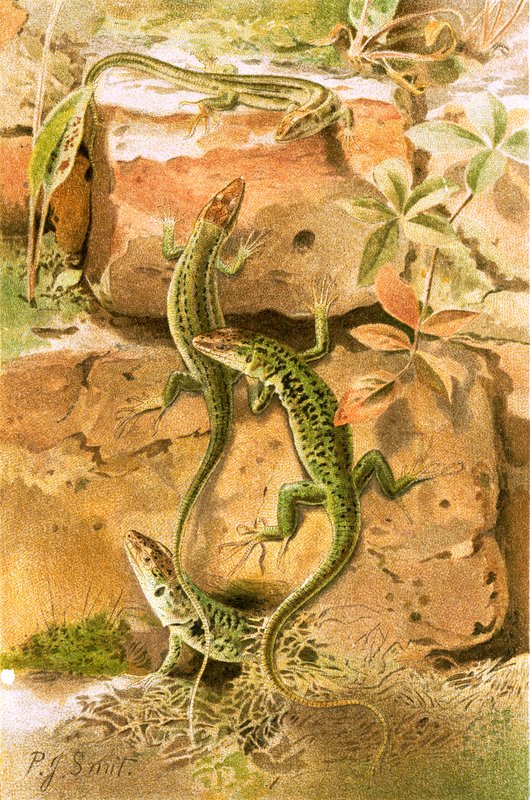 Lucertole da muro da Joseph Smit