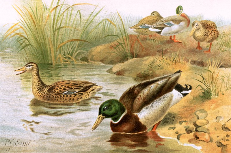 Anatra Selvatica da Joseph Smit