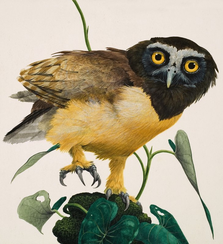 Gufo dagli occhiali da Kenneth Lilly