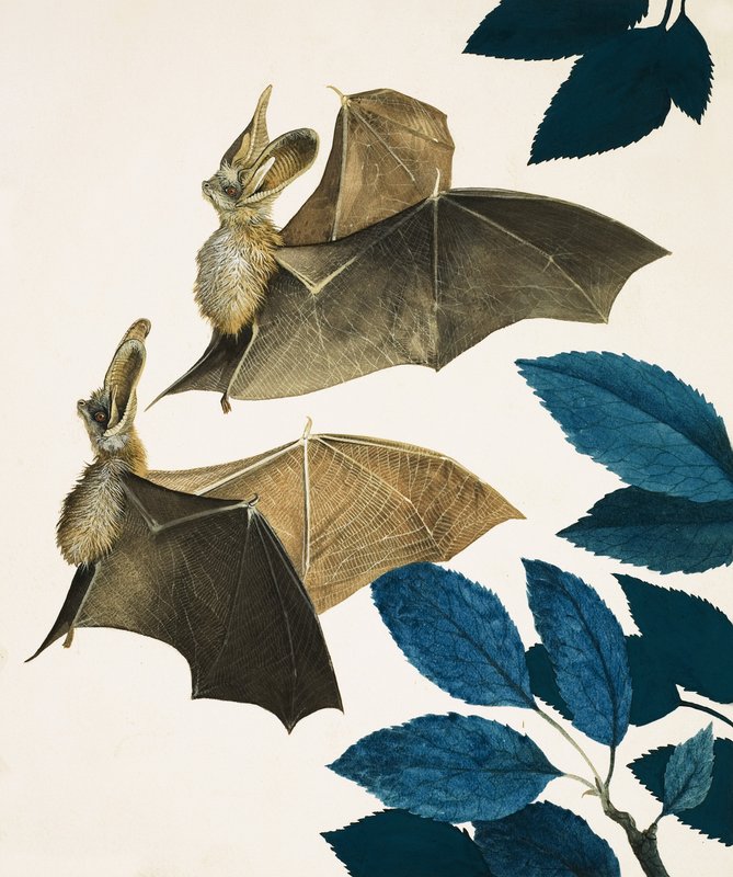 Il pipistrello dalle orecchie lunghe da Kenneth Lilly