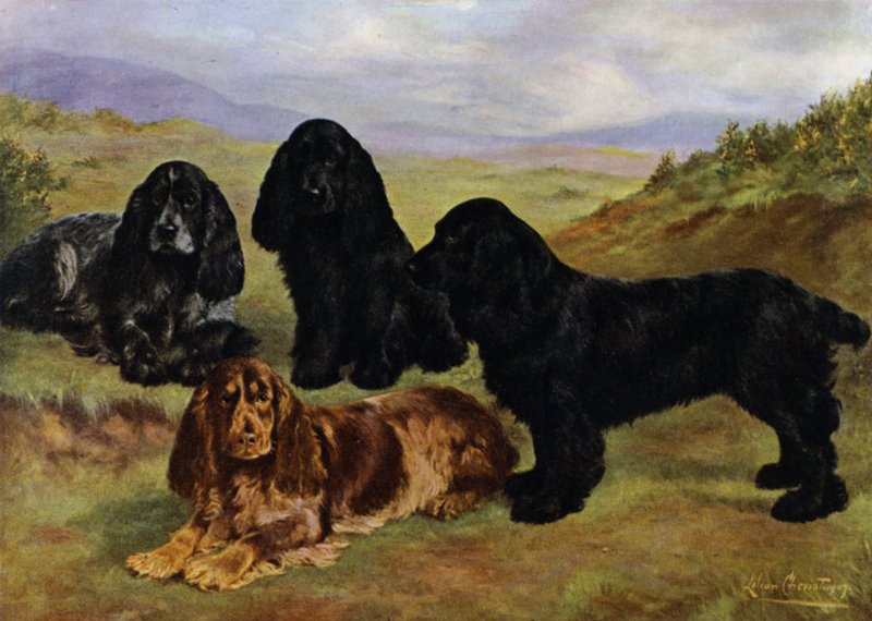 Cocker Spaniel da Lilian Cheviot