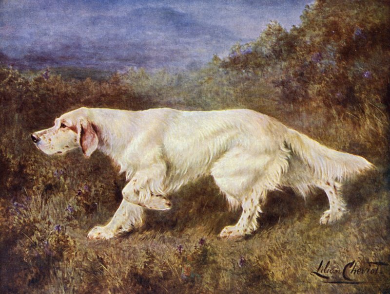 Il tipico setter inglese di Mr J J Holgate, Mallwyd Ned da Lilian Cheviot