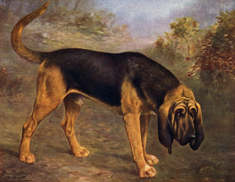Il campione di bloodhound Hengist da Lilian Cheviot