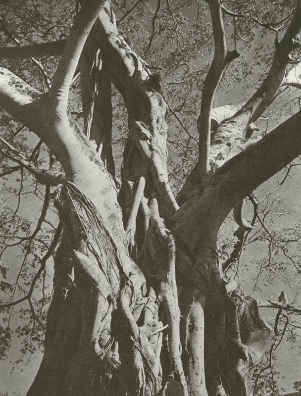 Albero di banyan da Lionel Wendt