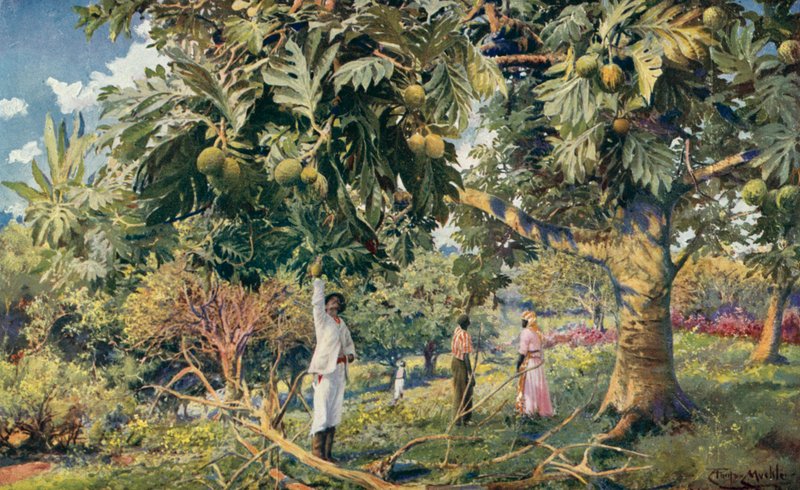 Albero del pane, America Centrale da Louis Fairfax Muckley