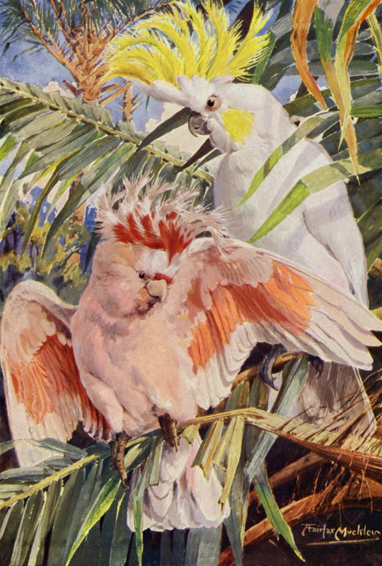 Il cacatua (litografia a colori) da Louis Fairfax Muckley
