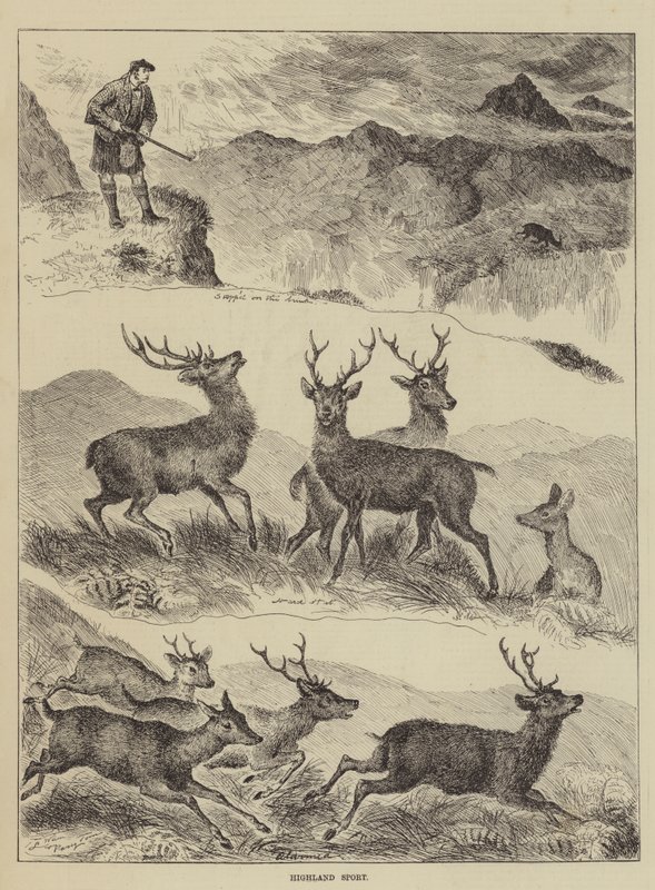 Sport nelle Highlands da Louis Wain