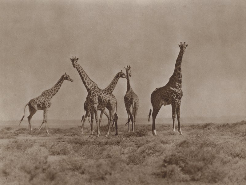 Sulle pianure del Kenya da Marcuswell Maxwell