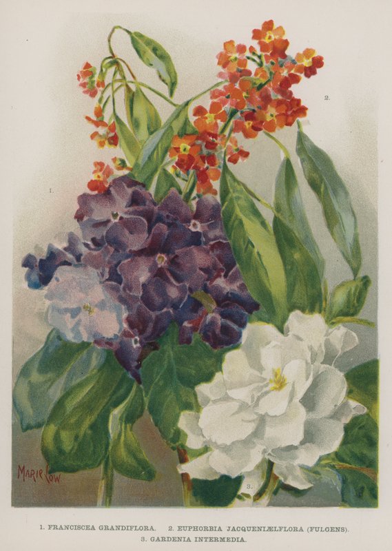 Franciscea Grandiflora, Euphorbia Jacqueniaelflora, Fulgens, Gardenia Intermedia da Marie Low