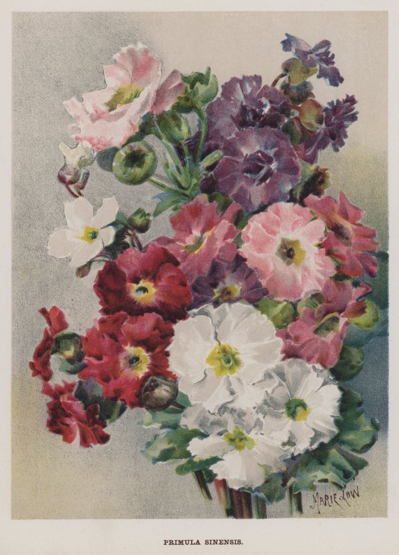 Primula Sinensis da Marie Low