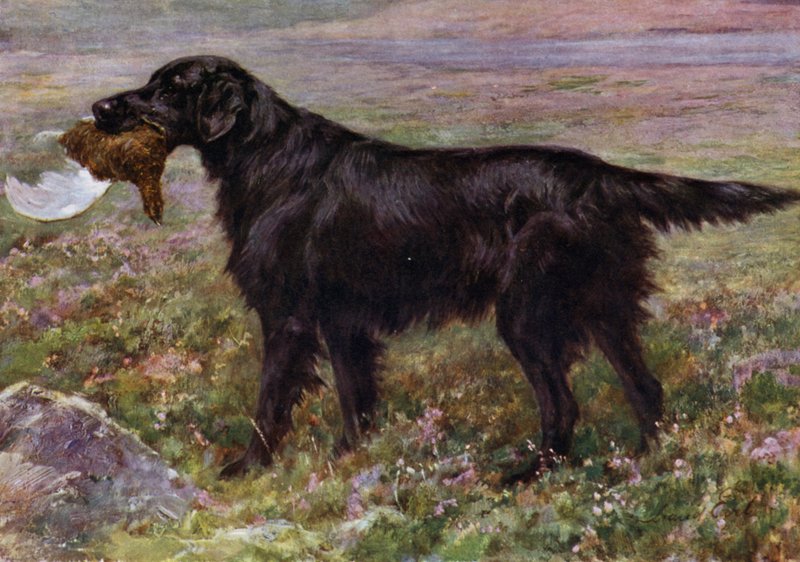 Il retriever a pelo piatto Champion High Legh Blarney da Maud Earl