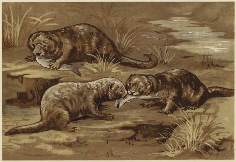 Sugli lontre da N. Parker