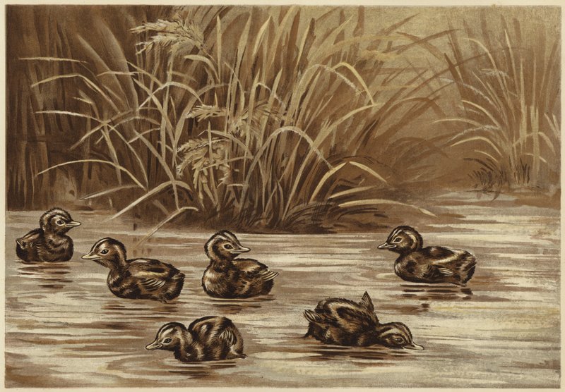 Svassi da N. Parker