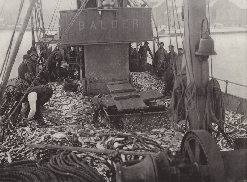 Pesca delle aringhe in inverno da Norwegian Photographer