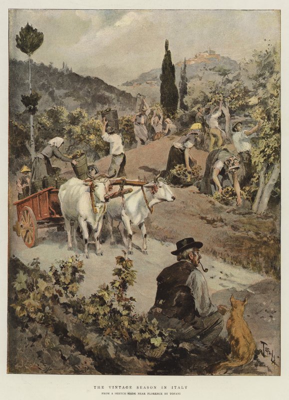 La Stagione della Vendemmia in Italia da Oswaldo Tofani
