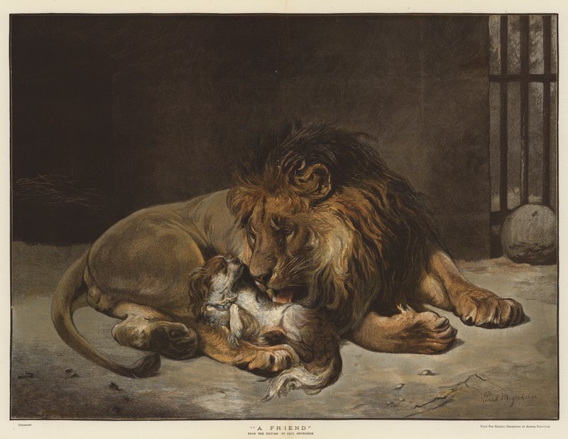 Un amico da Paul Friedrich Meyerheim