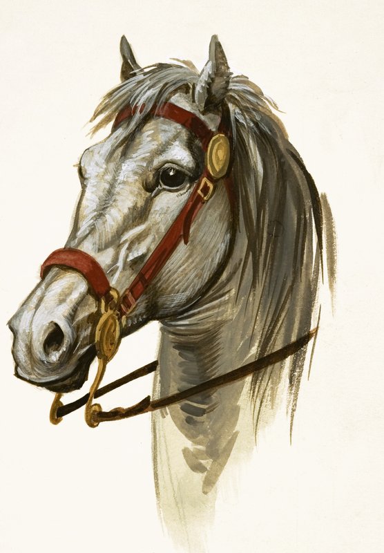 Cavallo non identificato da Peter Jackson