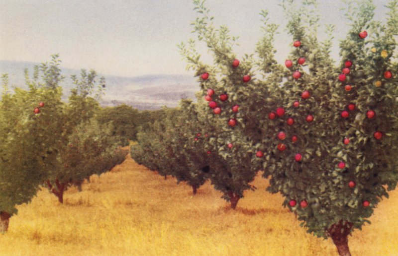 Frutteto di Mele da Photographer Australian