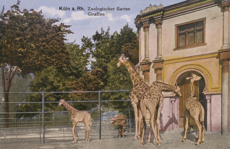Zoo di Colonia, giraffe (foto) da Photographer German