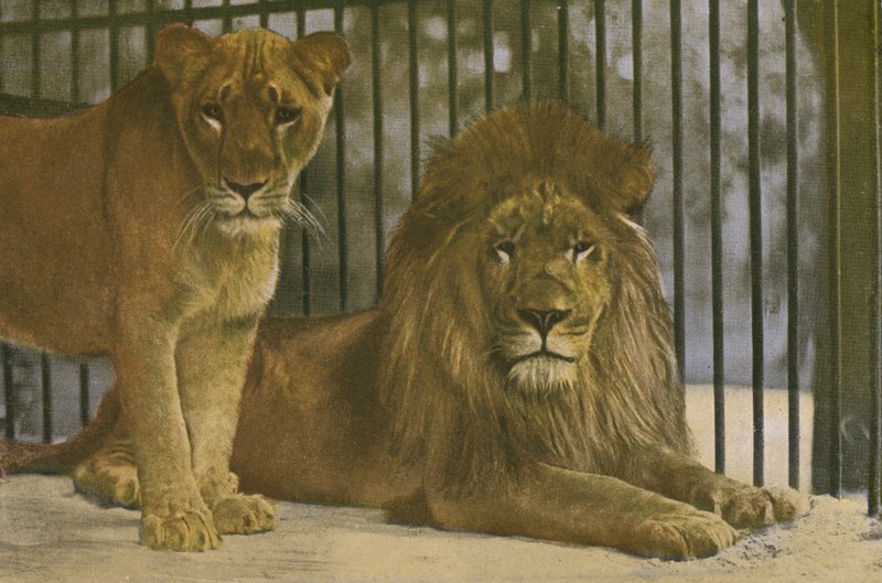 Zoo di Colonia, Leoni da Photographer German