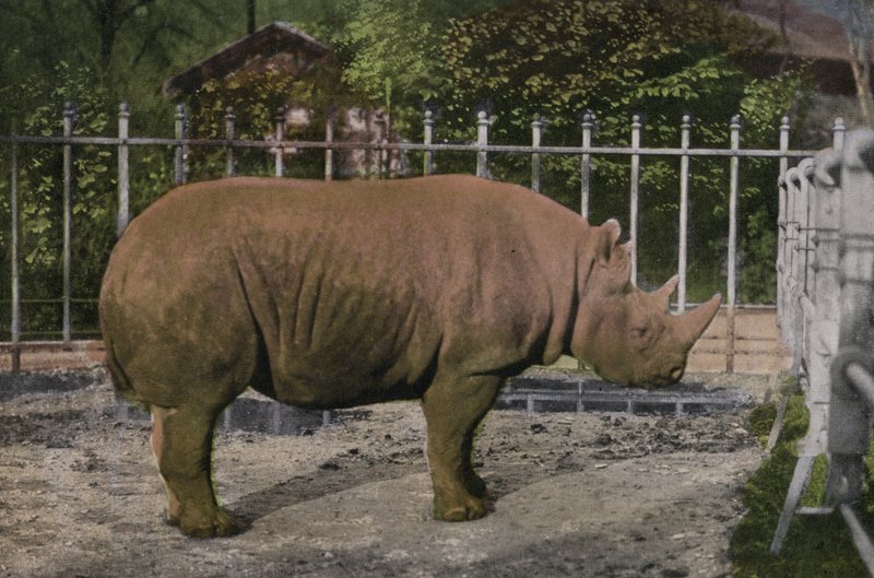 Zoo di Colonia, Rinoceronte da Photographer German