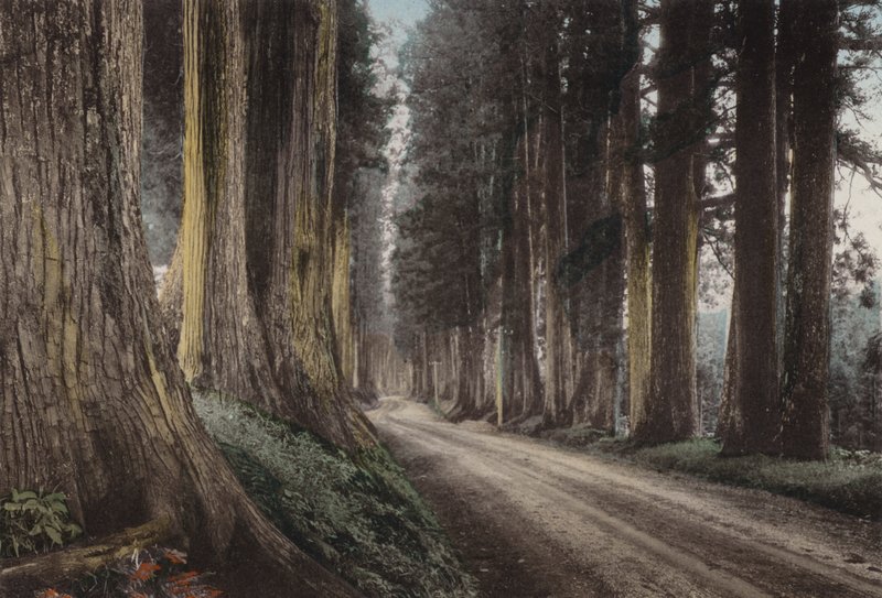 Giappone, c.1912: Strada di Cryptomeria, Nikko da Photographer Japanese