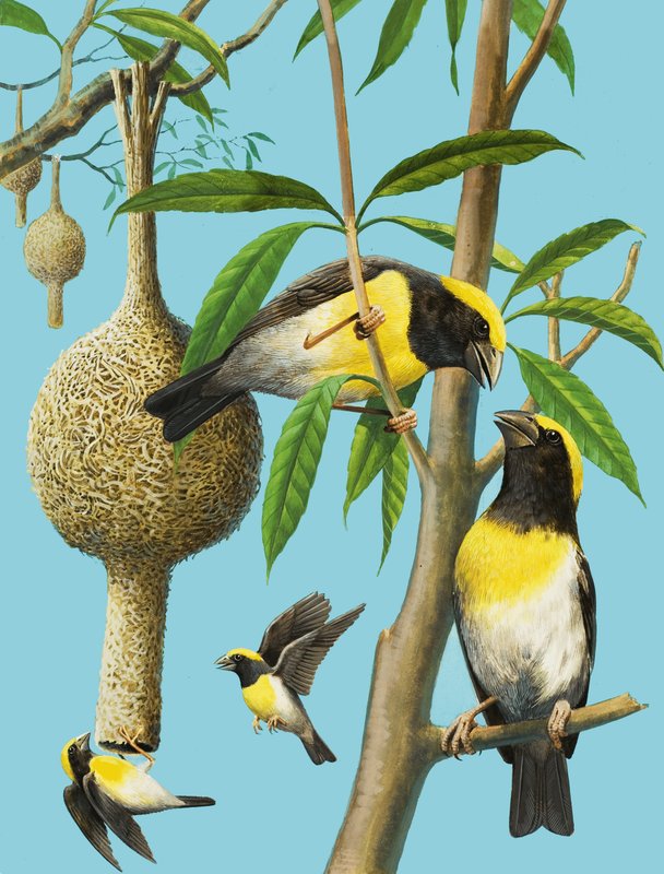 Uccelli che intrecciano da R.B. Davis