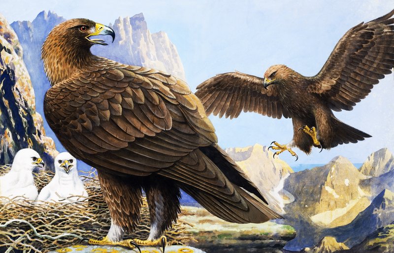 Il re degli uccelli, da "Il paese delle meraviglie". da R.B. Davis