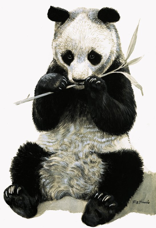 Panda da R.B. Davis