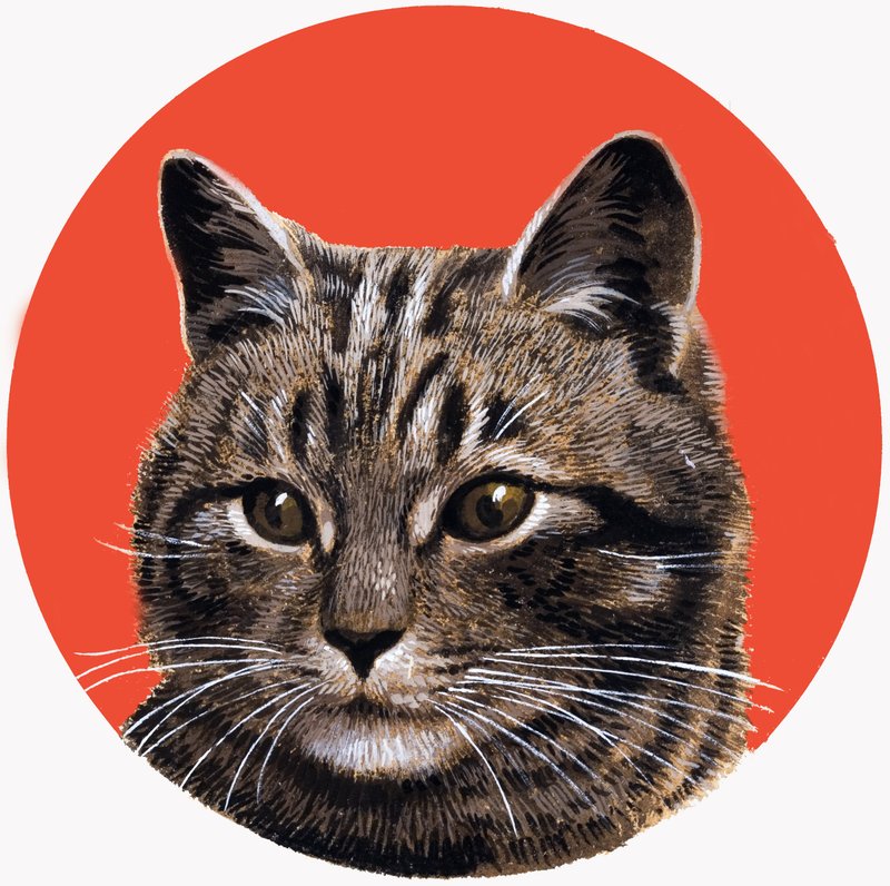 Gatto soriano, da 