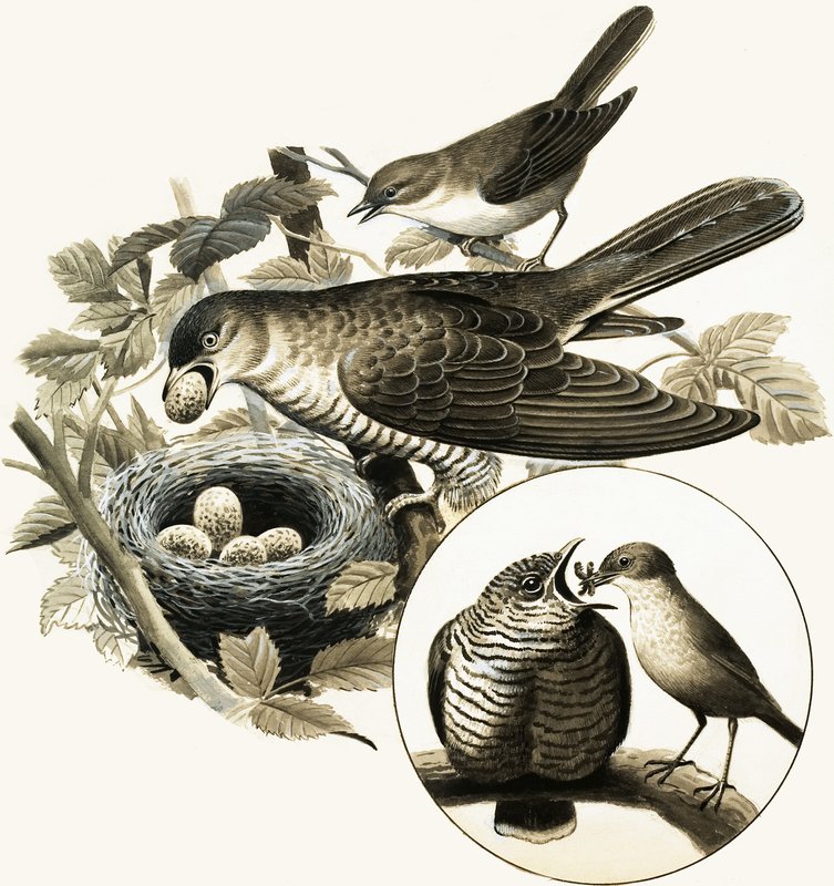 Il Cuculo da R.B. Davis