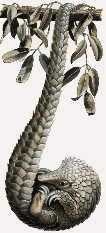 Il pangolino da R.B. Davis