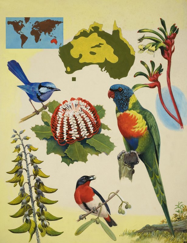 La fauna selvatica dell