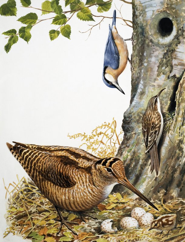 Uccelli del bosco da R.B. Davis