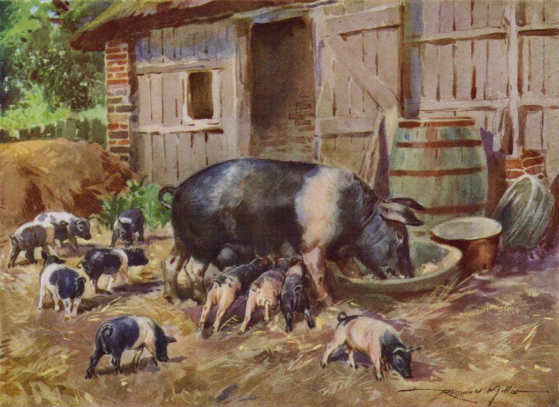 Illustrazione per My Farm da Reginald Mills
