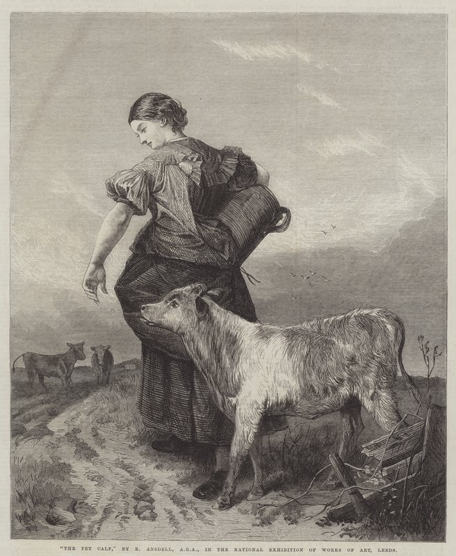Il vitello domestico da Richard Ansdell