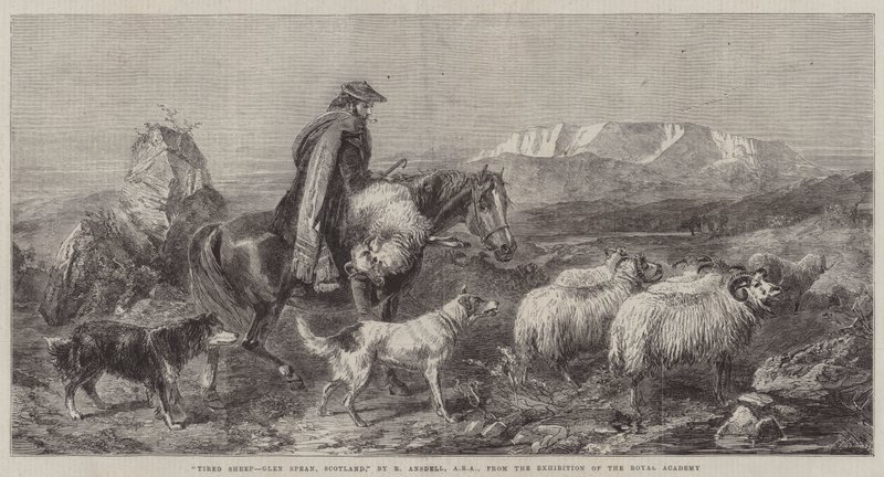 Pecore stanche, Glen Spean, Scozia, dall