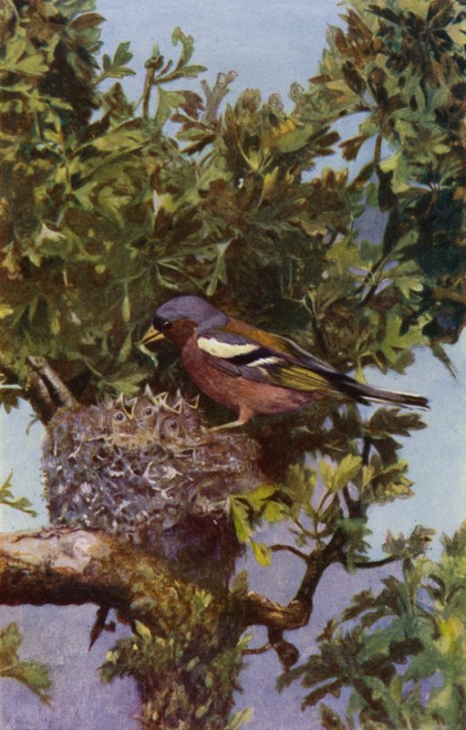 Fringuello al nido da Richard and Cherry Kearton