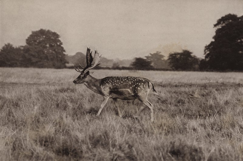 Daino da Richard and Cherry Kearton