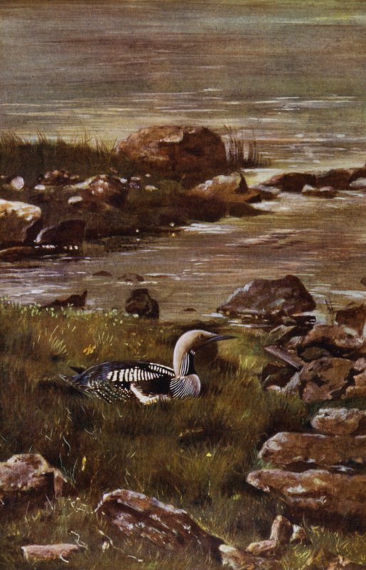 Lo svasso dal collo nero da Richard and Cherry Kearton