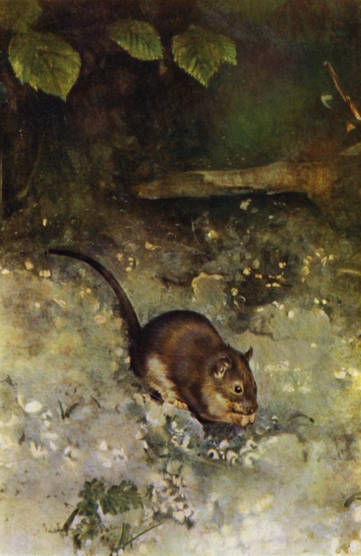 Il ratto marrone da Richard and Cherry Kearton