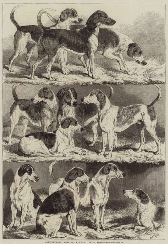 Incontro agricolo a Lincoln, Foxhound premiati da Samuel John Carter