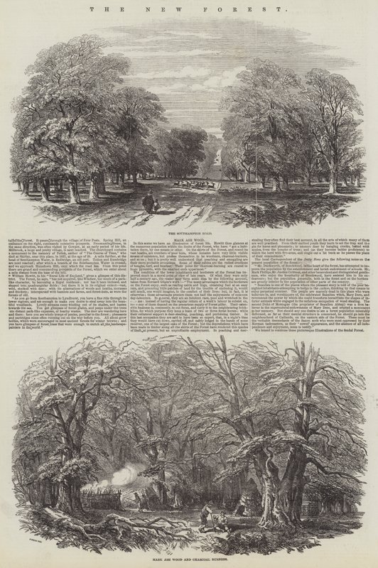 La Nuova Foresta da Samuel Read