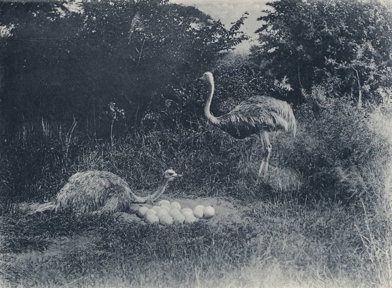 Struzzi e uova da South African Photographer