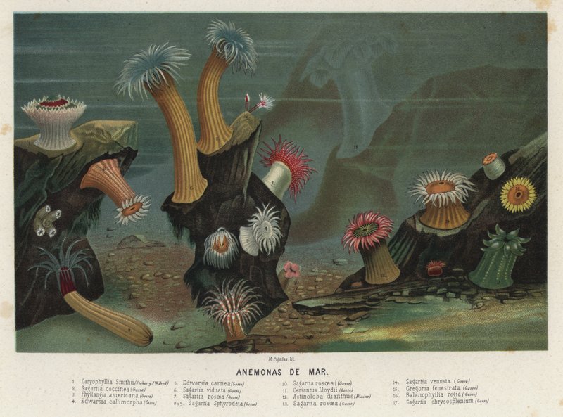 Anemoni di mare da Spanish School