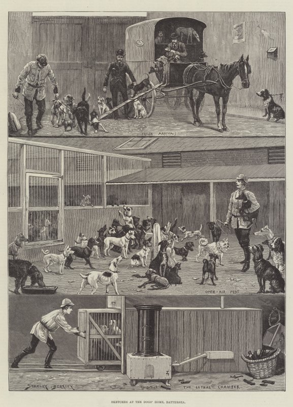 Schizzi al rifugio per cani, Battersea da Stanley Berkeley